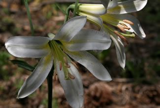 Closeup of Washington Lily
